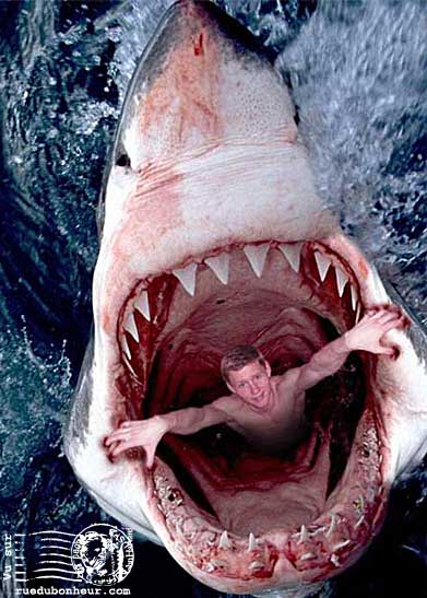 requin